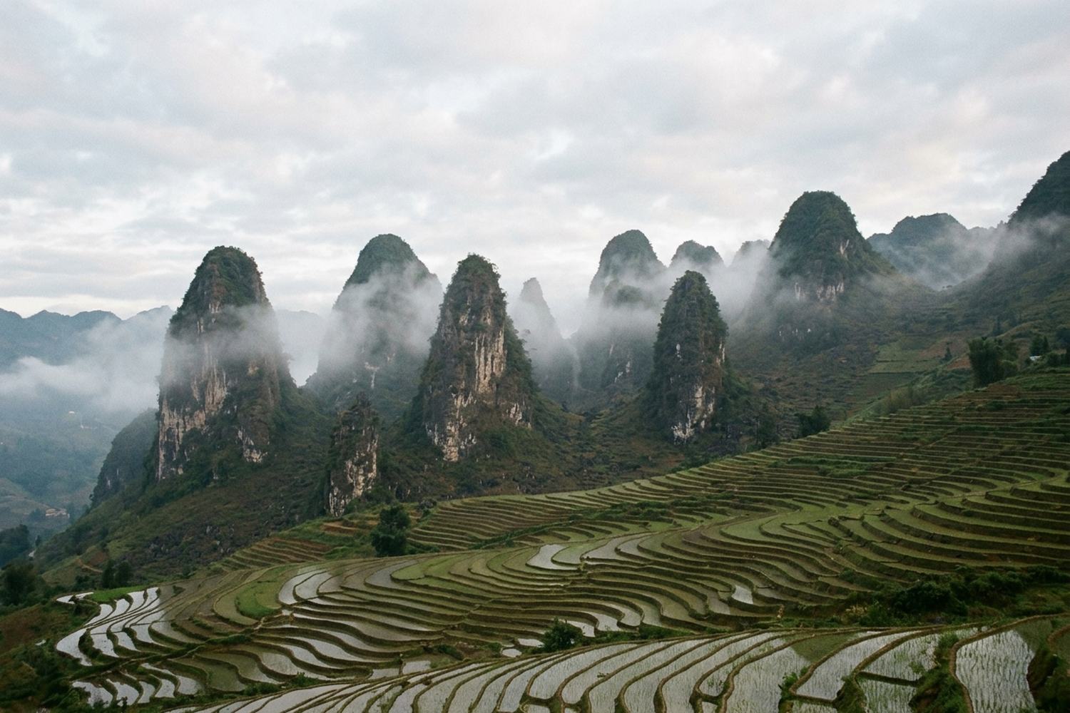 Limestone karst towers stepping away above terraced rice on a steep slope