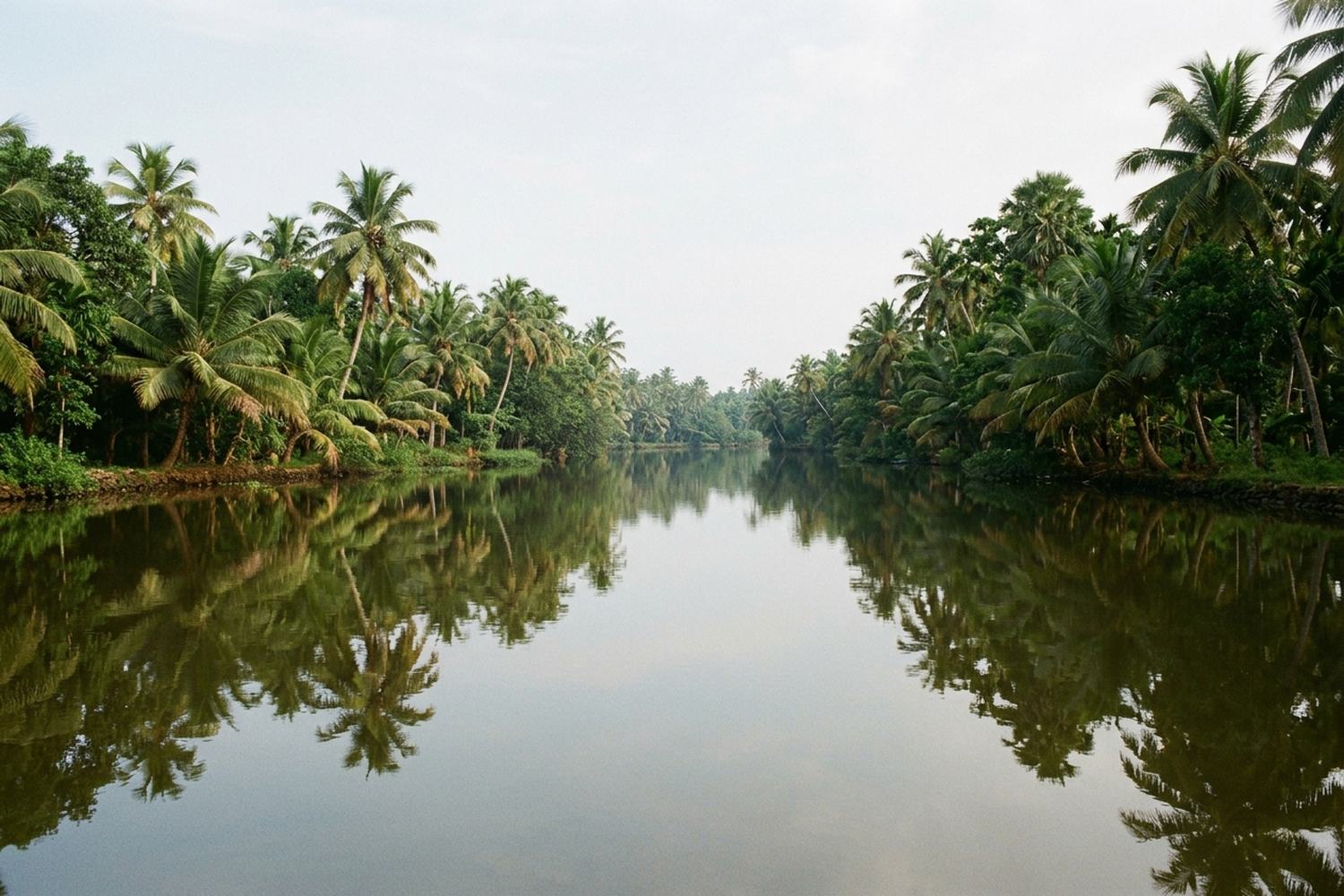 A still palm fringed backwater channel doubled in flat water at first light