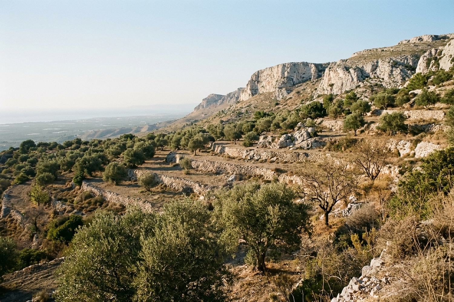 A dry hillside of olive terraces above a hazy coastal plain